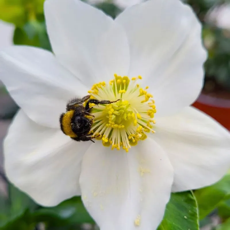 Syngenta Flowers Europe Helleborus Christmas Carol