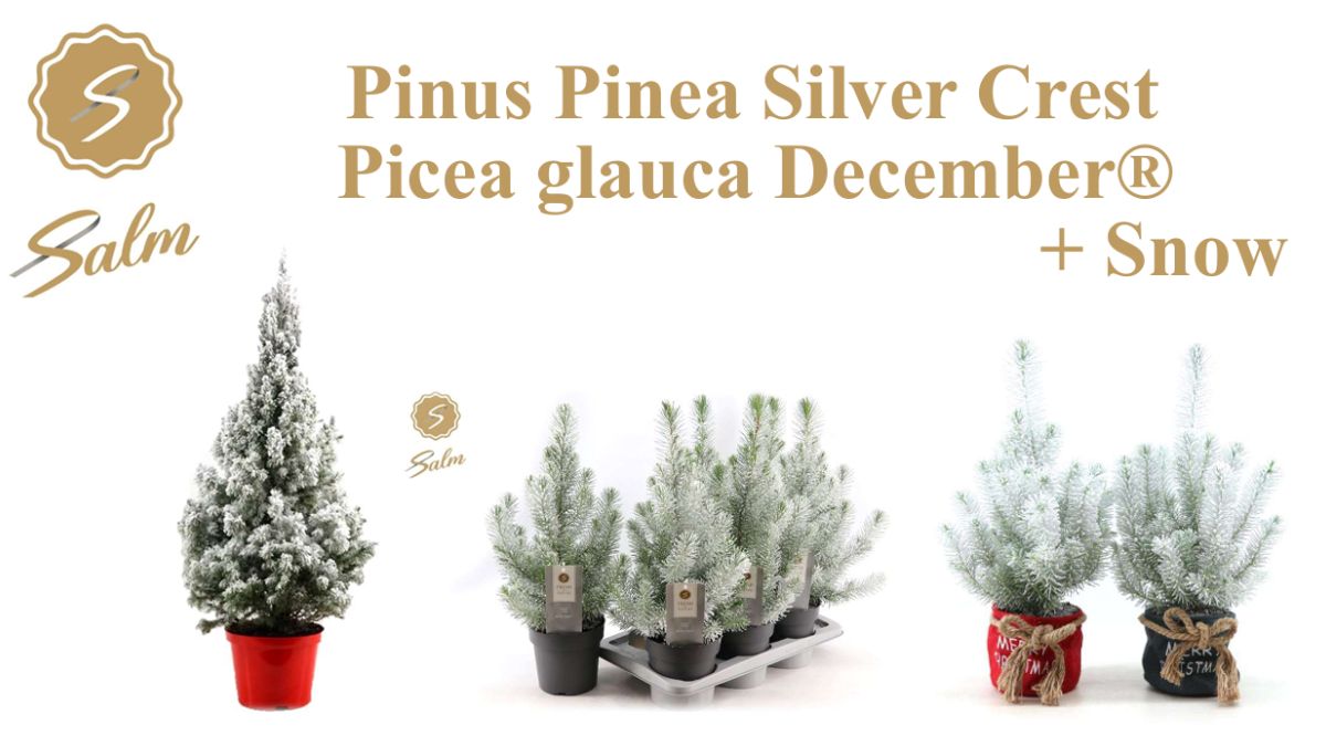 Pinus Pinea Silver Crest and Picea Glauca December® Pinus Pinea Silver Crest and Picea Glauca December®