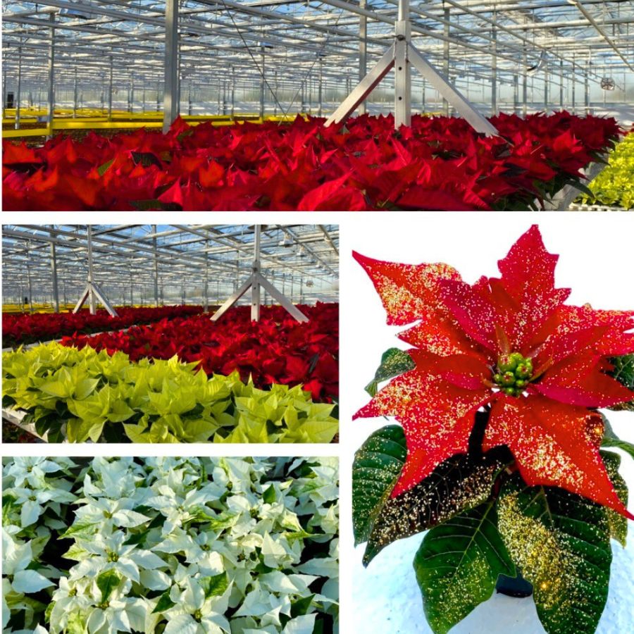 Poinsettia from Potplantenkwekerij Nico van Os