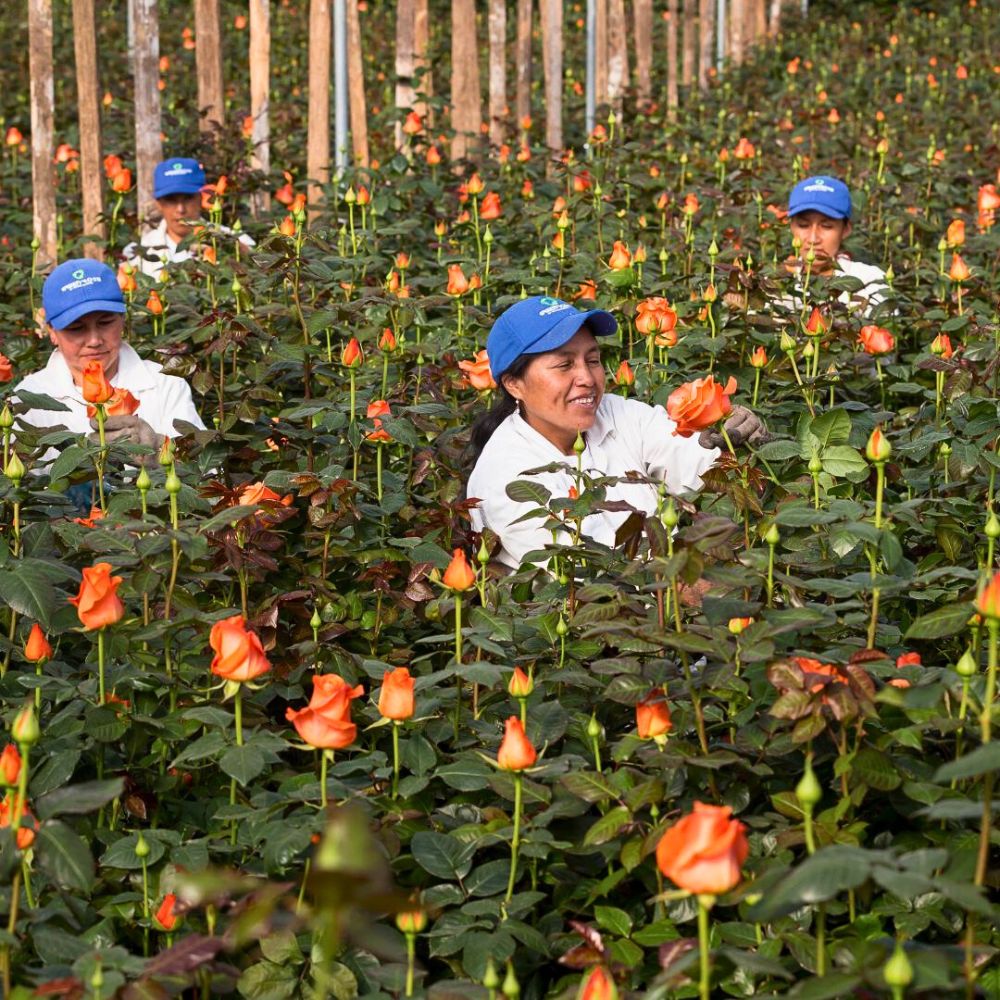 Why Smart Inventory Management Is the Simple Secret for Sustainable Floriculture