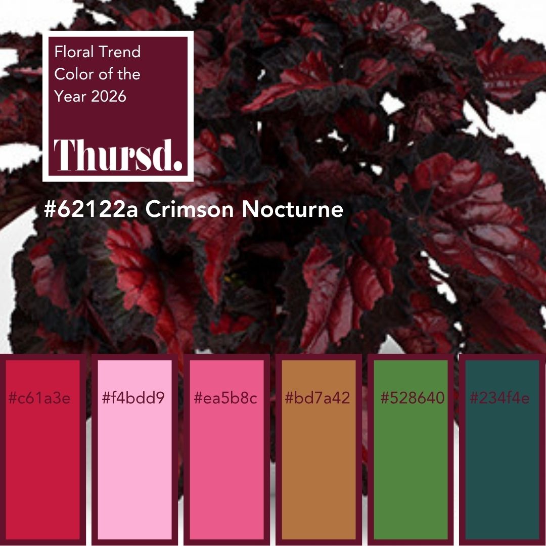 Begonia leaves Crimson Nocturne