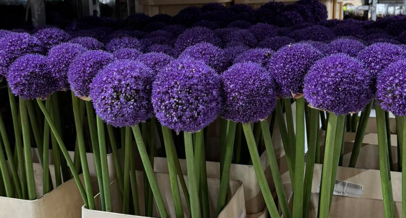 Trio Flora grower on Thursd header