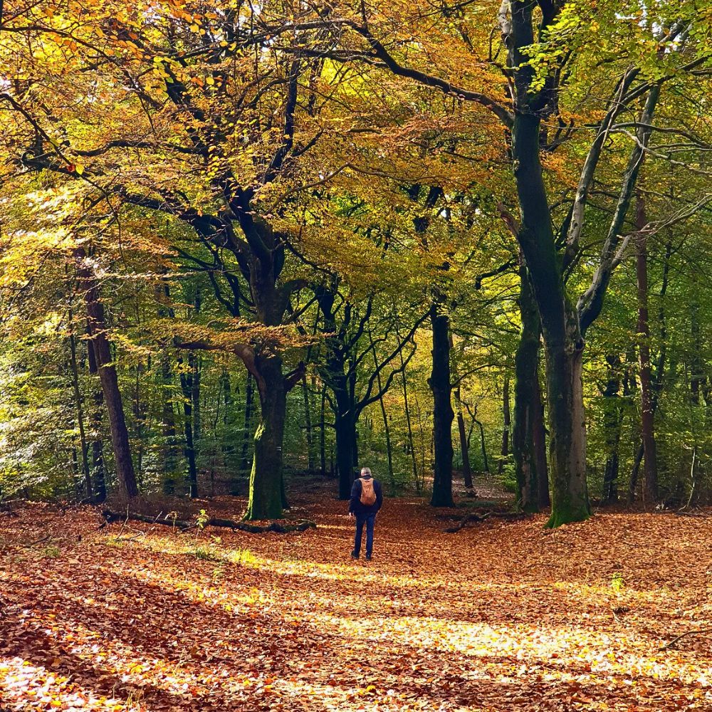 Trading Screens for Greens - Why Nature Is an Antidote to Digital Addiction