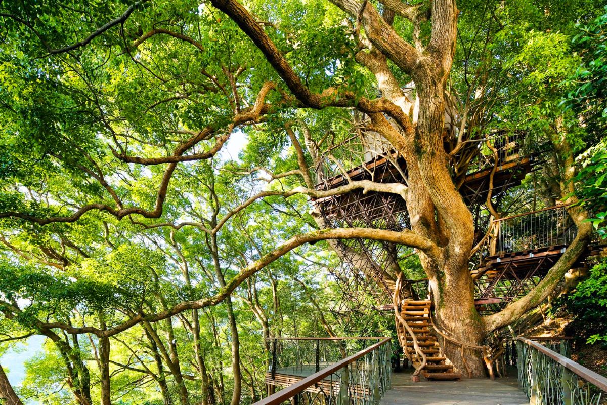 Takashi Kobayashi and Treehouse Creations Kusu Kusu Tree House