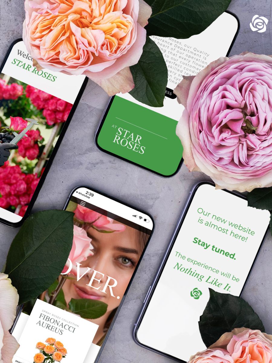 New Star Roses website