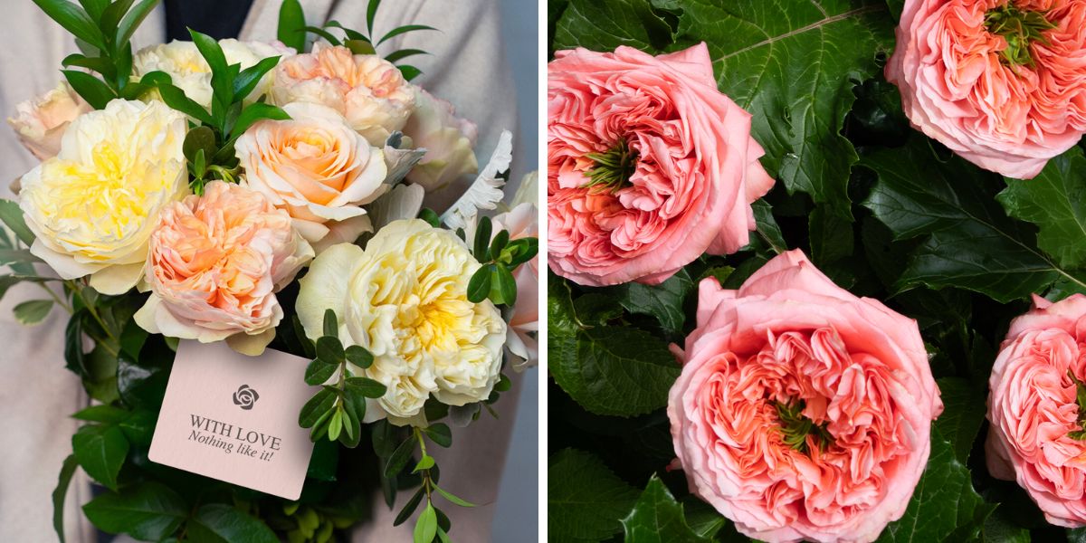 Garden rose varieties by Star Roses