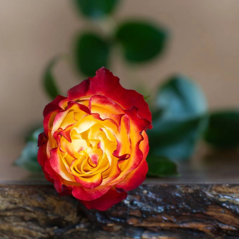 Garden rose by Star Roses