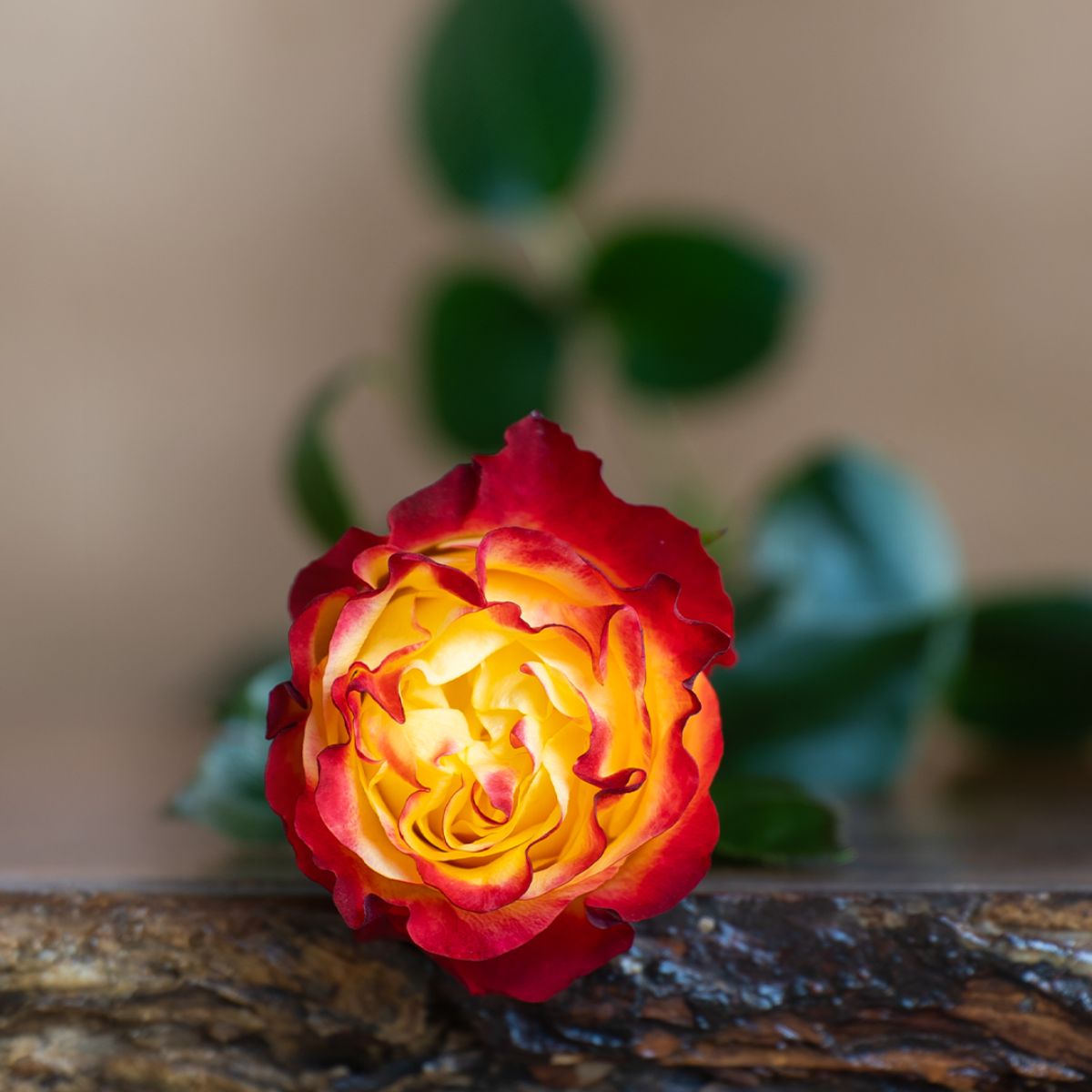 Fire looking garden rose