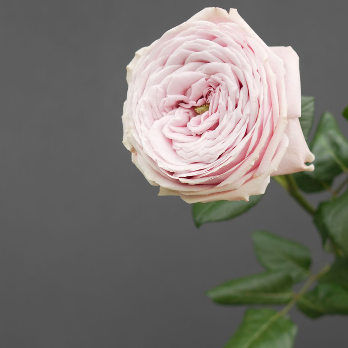 The perfect light pink garden rose