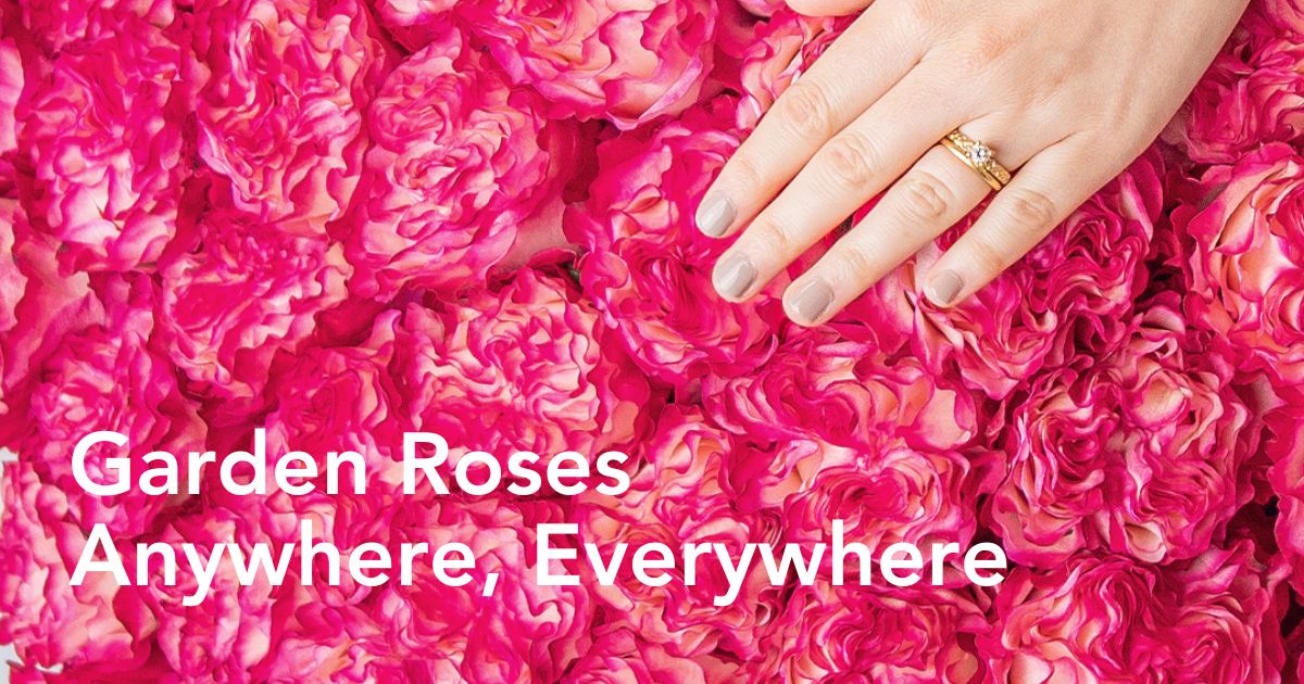 Hot pink garden roses