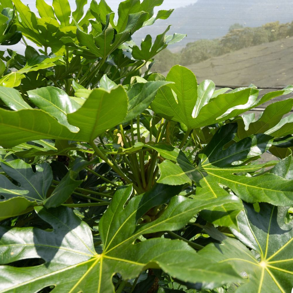 Fillers for a bouquet