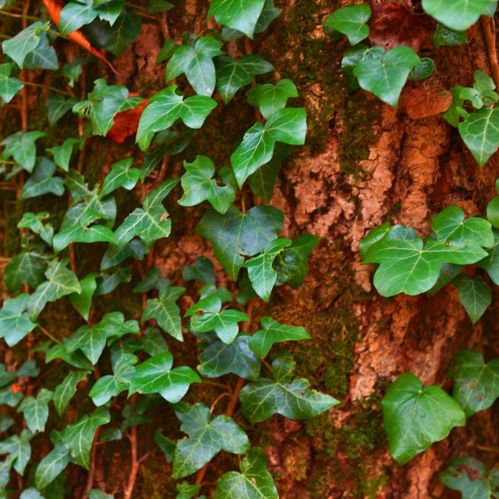 Fillers for a bouquet