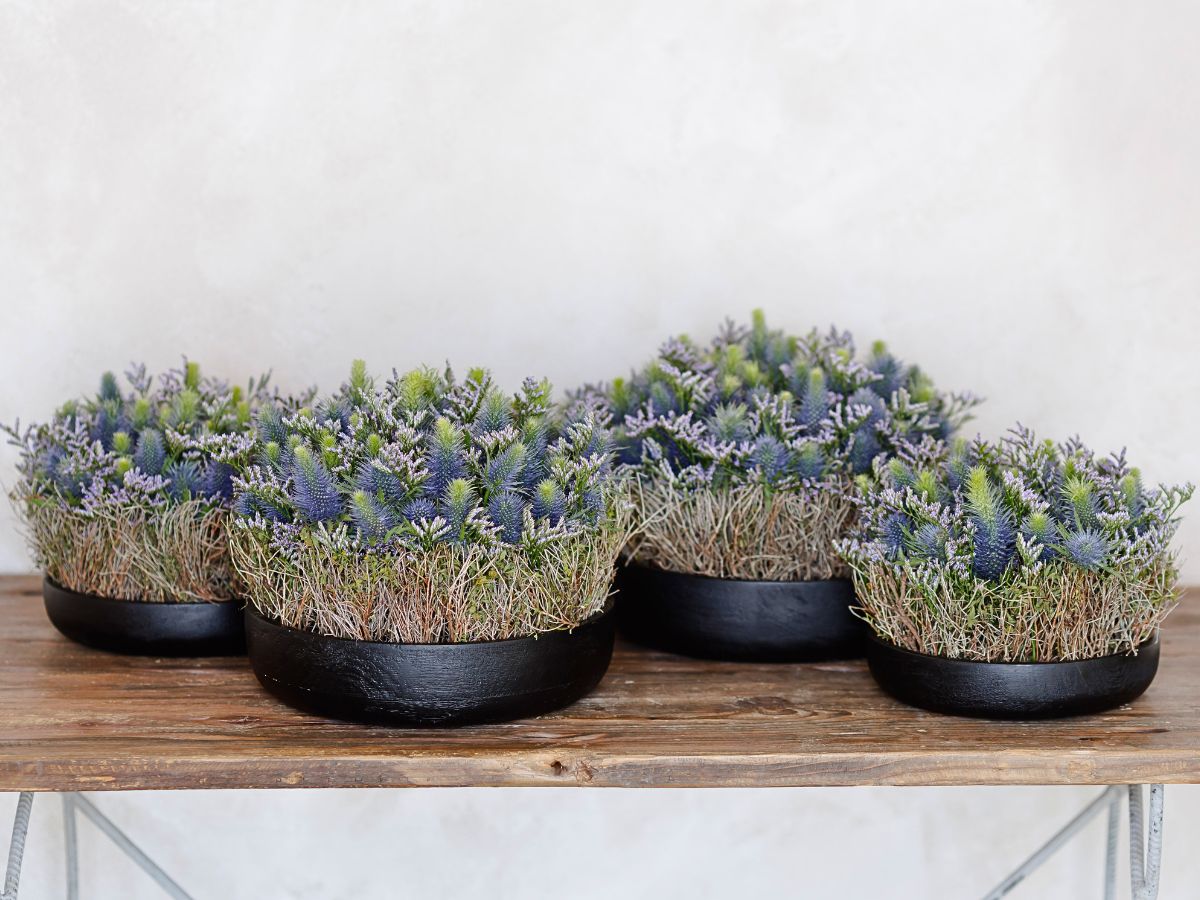 Repetitive Structures Marginpar’s New Eryngium Varieties Redefined in Krisztián Kövér’s Designs