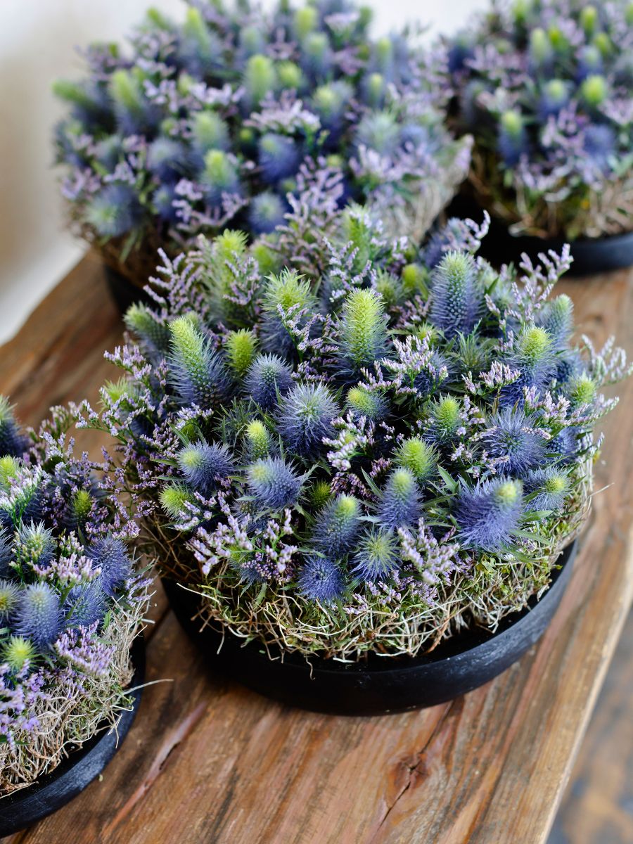 Marginpar’s New Eryngium Varieties Redefined in Krisztián Kövér’s Designs