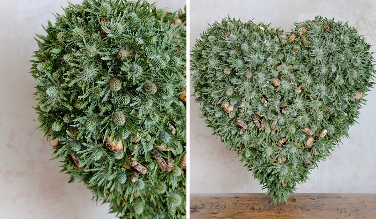 Marginpar’s New Eryngium Varieties Redefined in Krisztián Kövér’s Designs