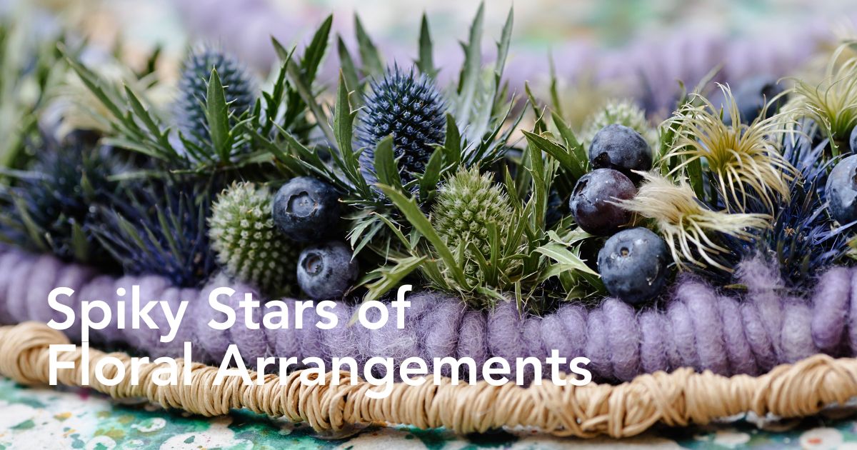 Marginpar’s New Eryngium Varieties Redefined in Krisztián Kövér’s Designs