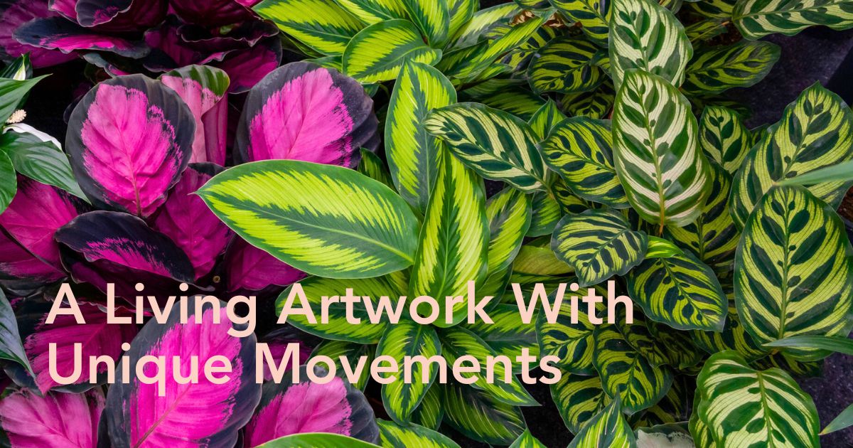 Calathea by Air So Pure