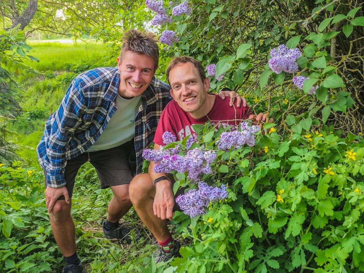 A flowering lilac tree in a garden