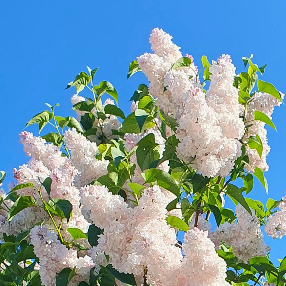 A fully flowering white lilac