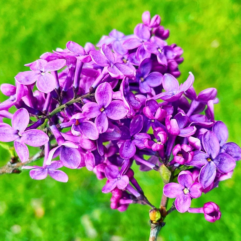 A beautiful purple lilac flower