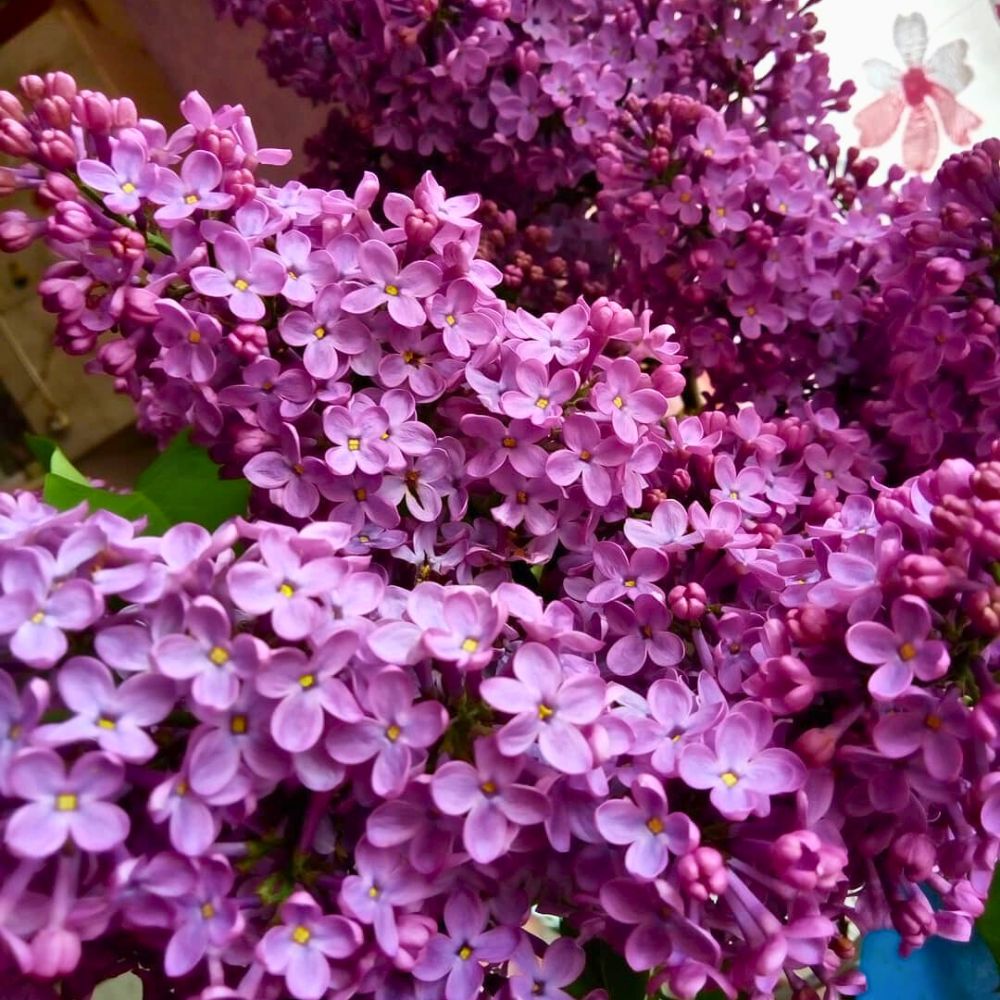 lilac flowers