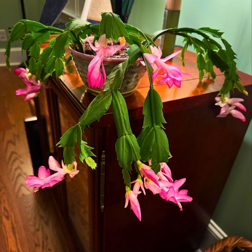 Caring for Christmas Cactus