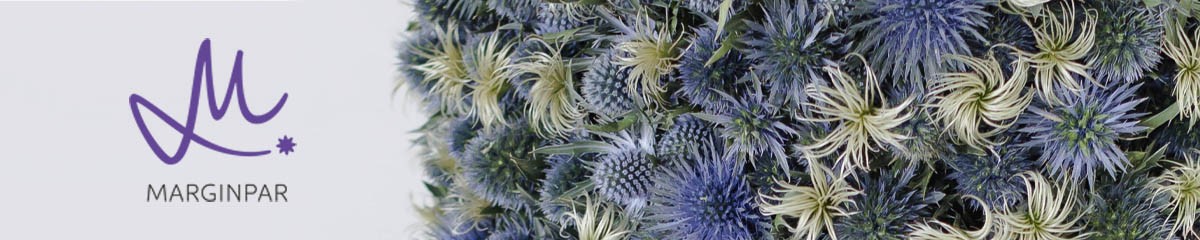 Banner MarginparFlowers Eryngium