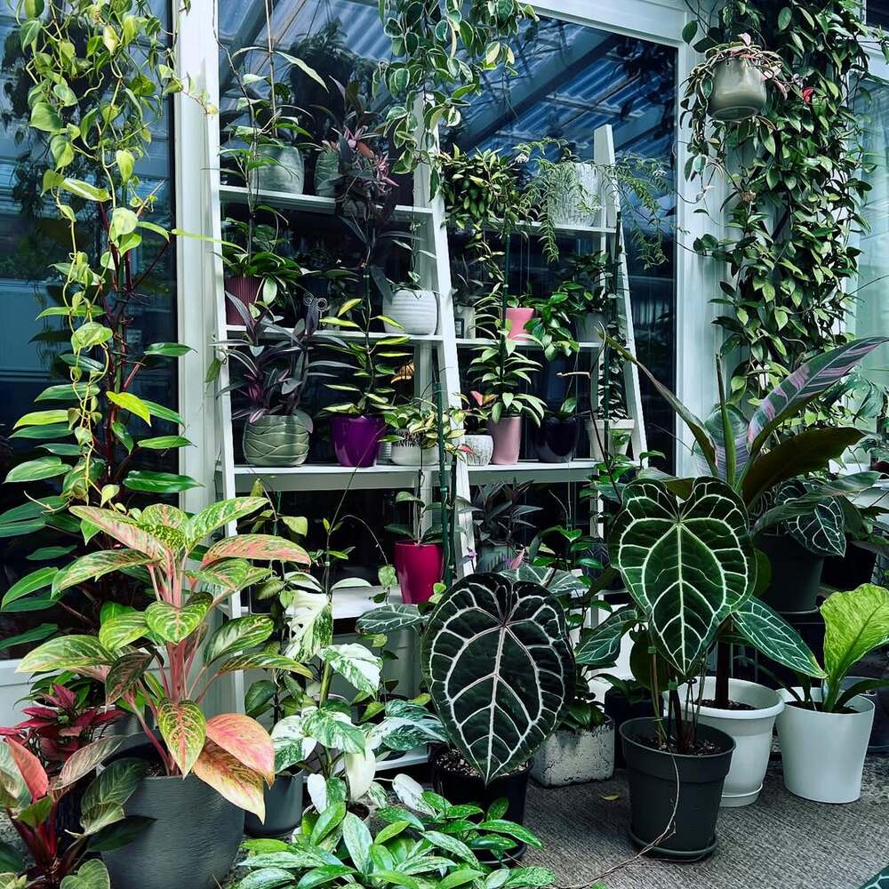Lush houseplants thriving in bright window