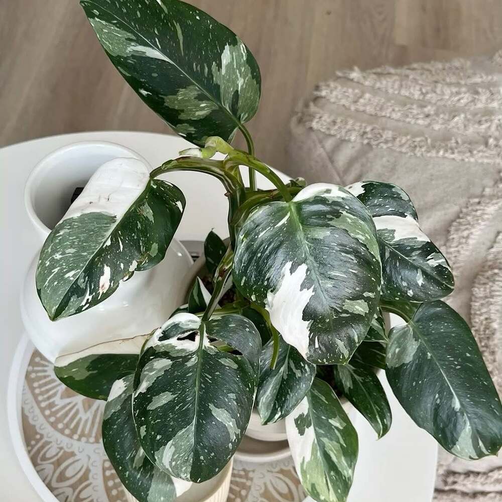Variegated Philodendron White Princess houseplant