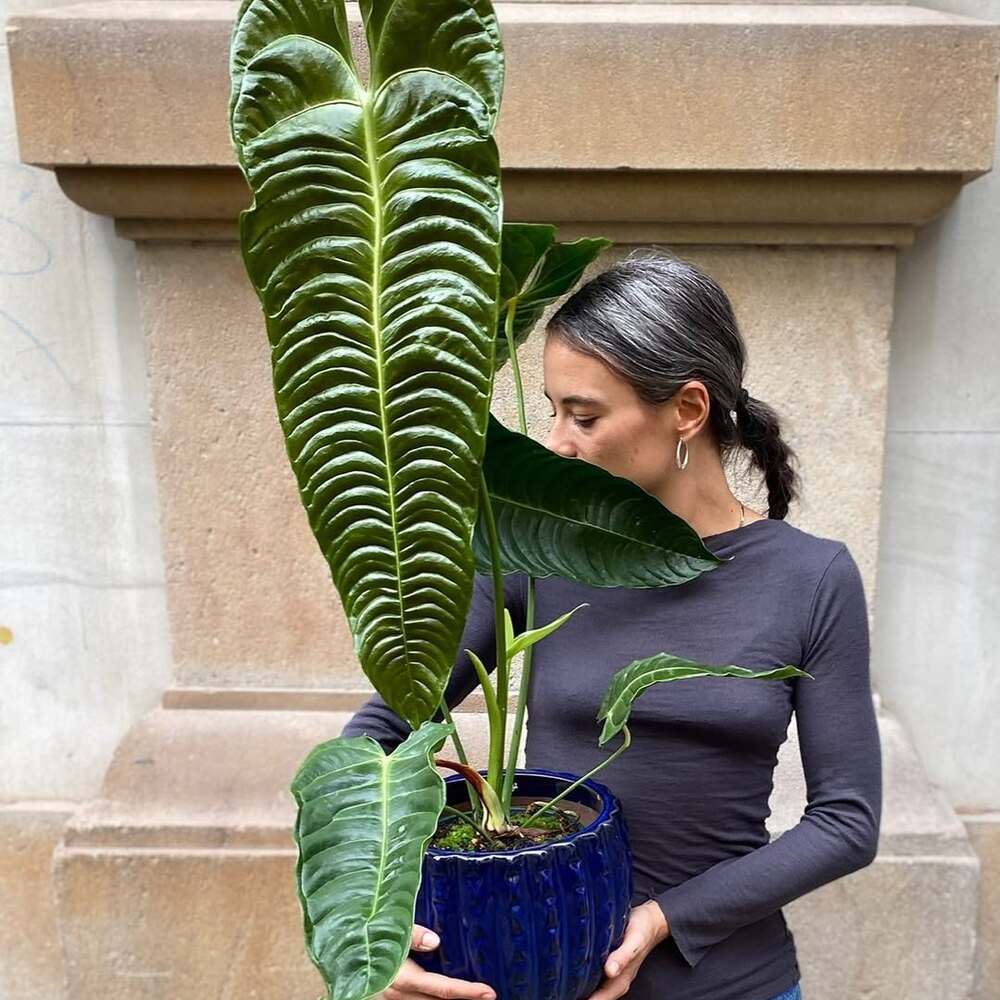 Woman holding large Anthurium Veitchii plant