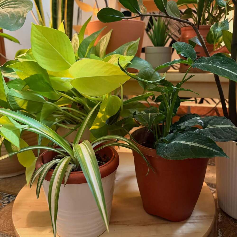 Assorted houseplants on a wooden plant stand