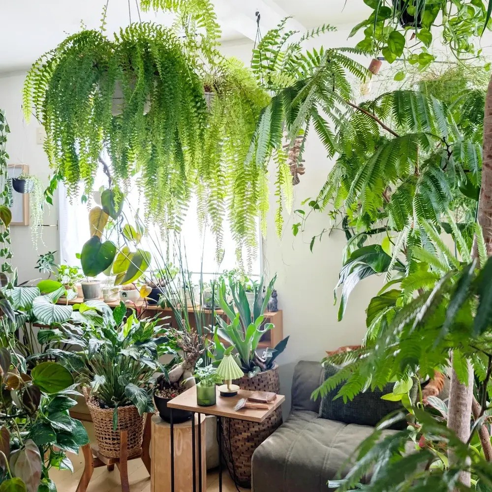 Room full of lush green houseplants