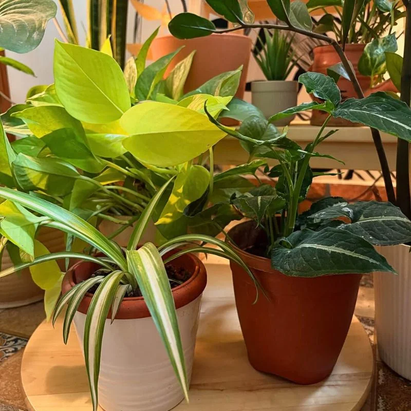 Home Cleaning Without Harming Plants Feature Image