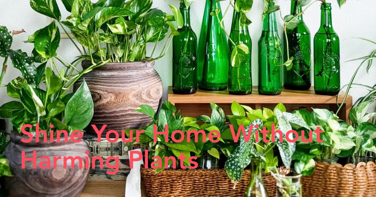 Home Cleaning Without Harming Plants Header Image