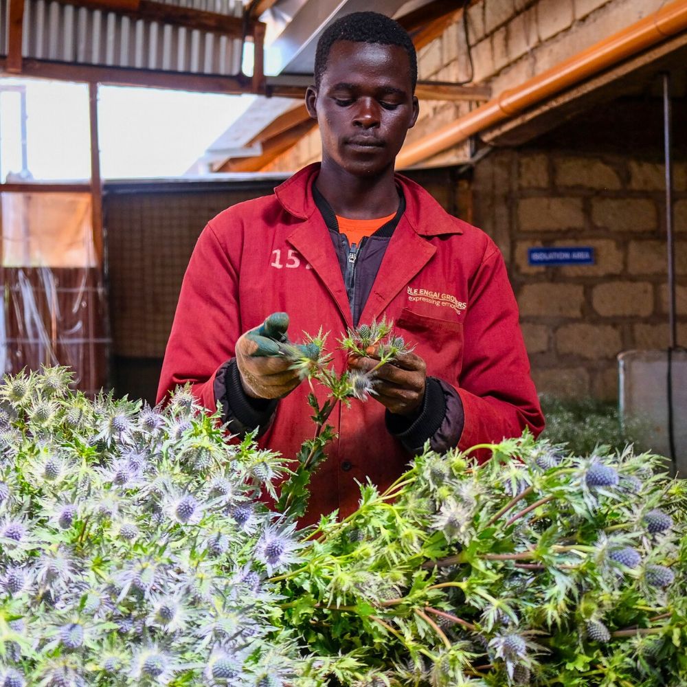 KFC and MPS Partner to Advance Sustainability Through Hortifootprint Calculator