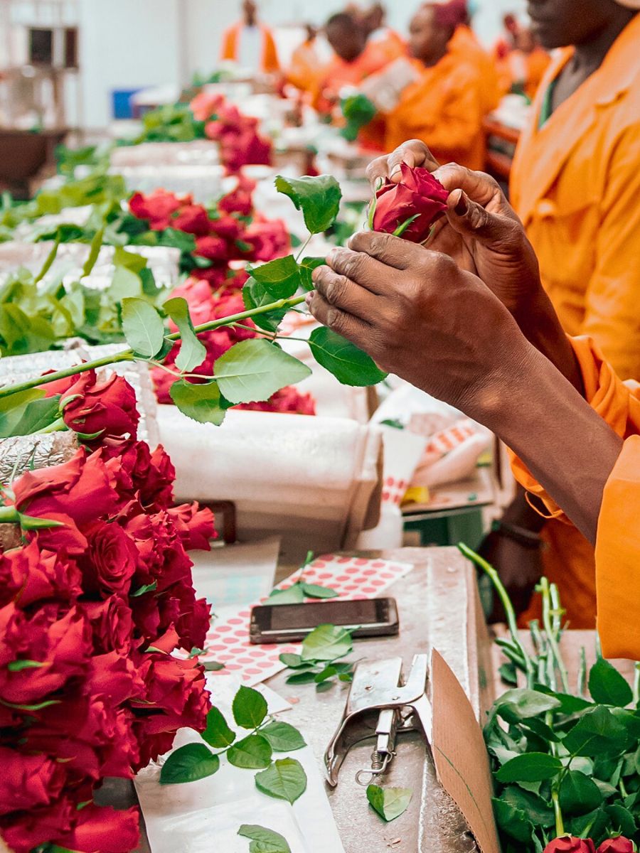 A new collaboration that brings data-driven environmental measurement to Kenya's floriculture industry