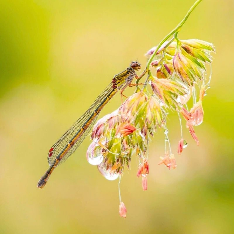 Dragonfly on a flower