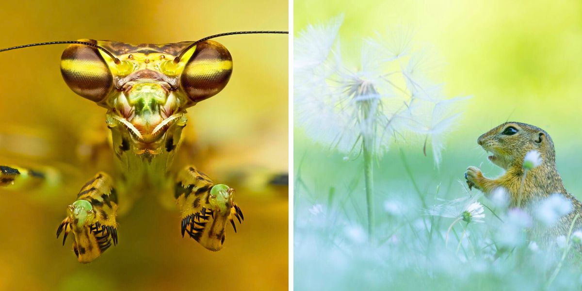 Closeup photography contest of the year