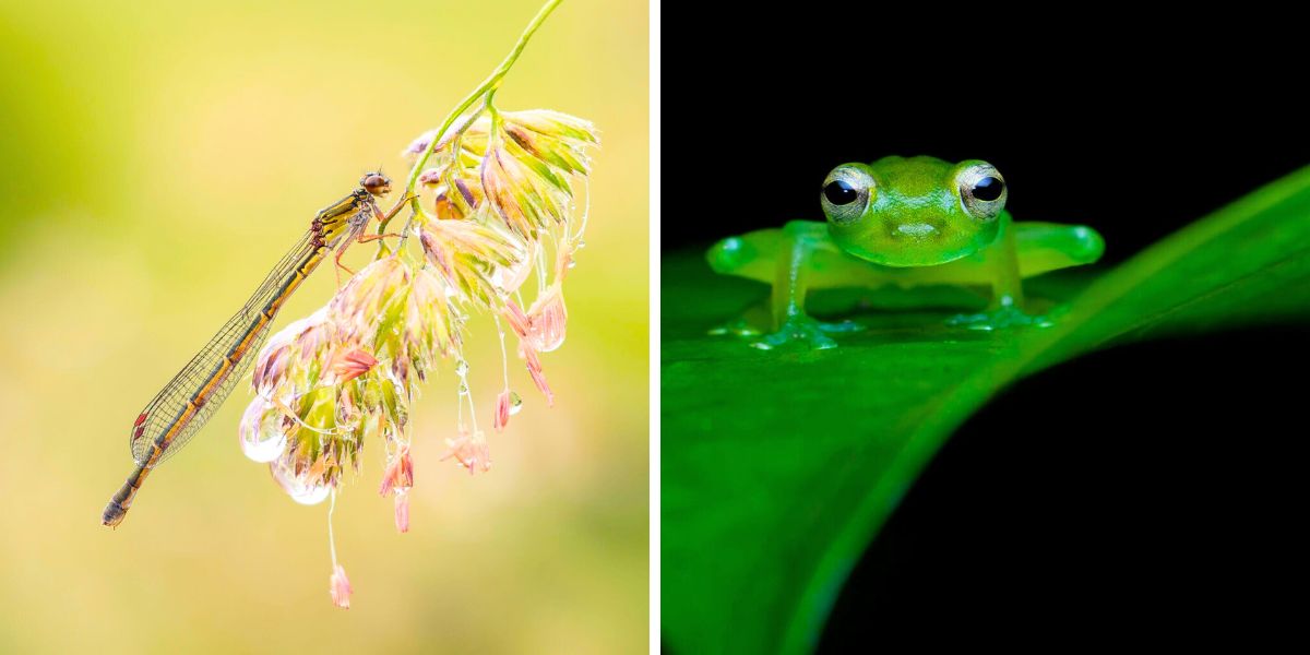 A dragonfly and a frog in closeup mode