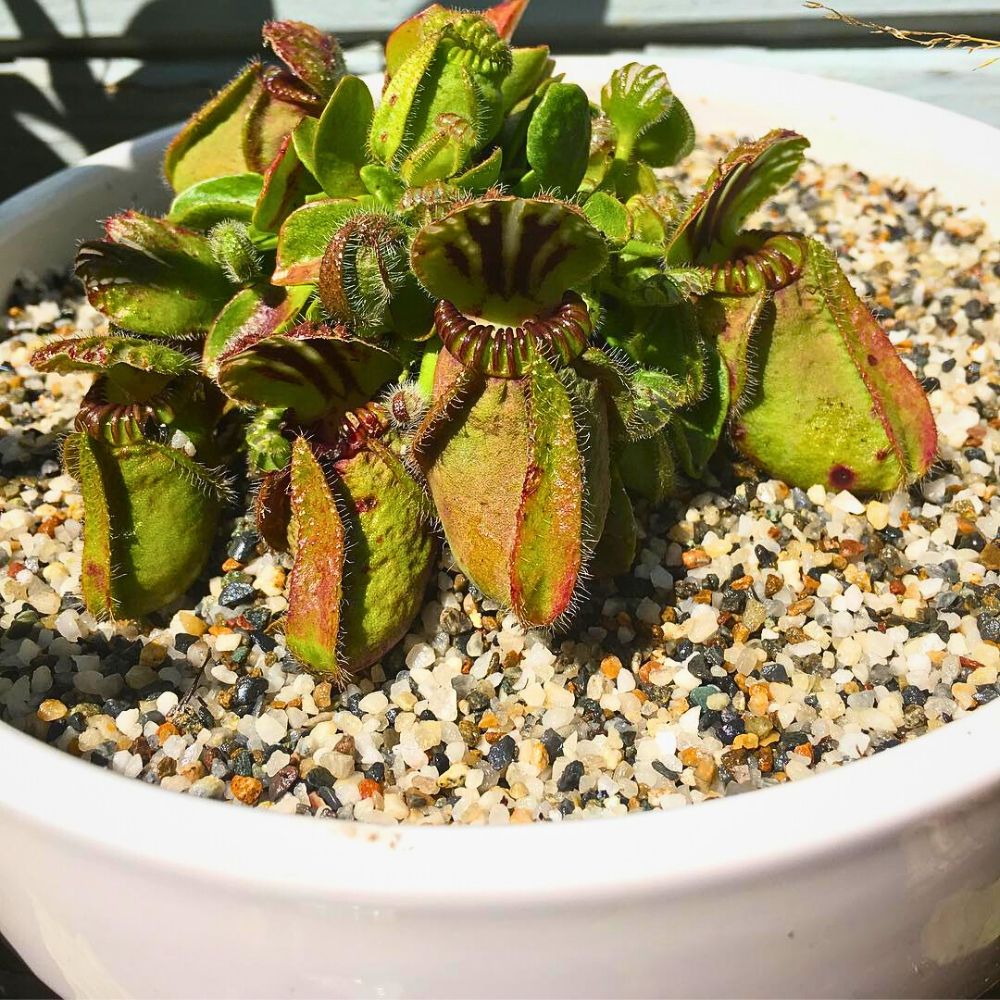 Can beach sand be used for gardening? 