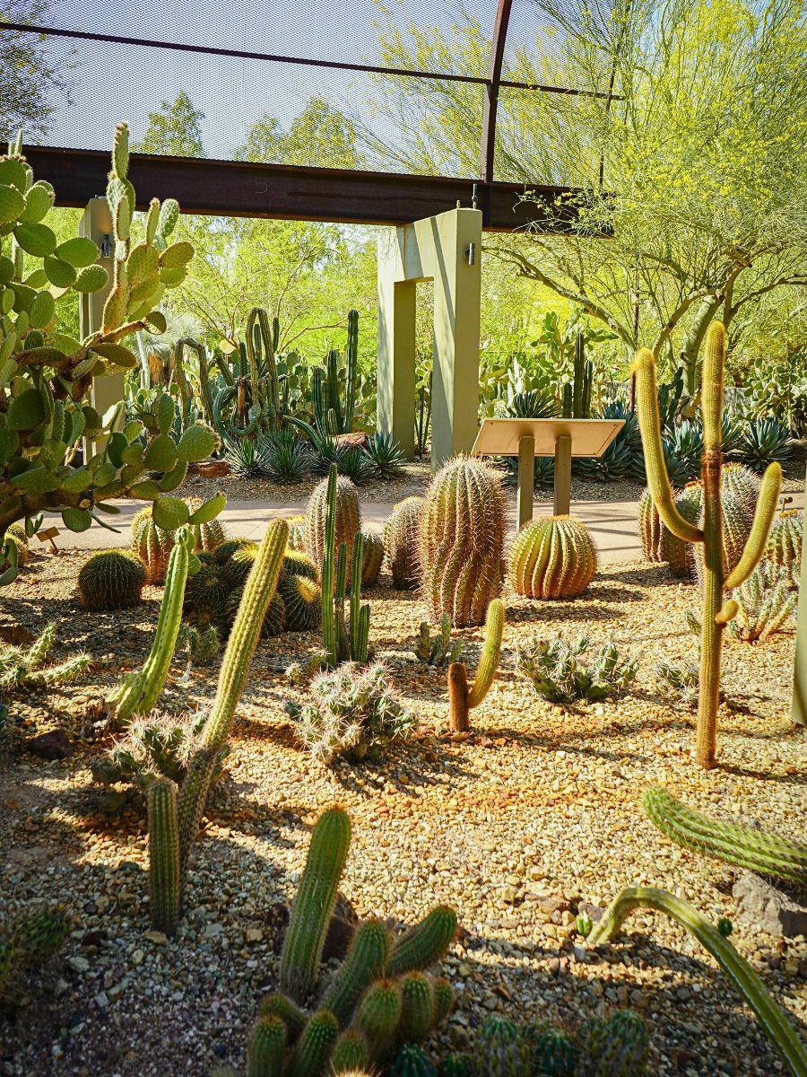 Desert Botanical Garden in Phoenix, Arizona