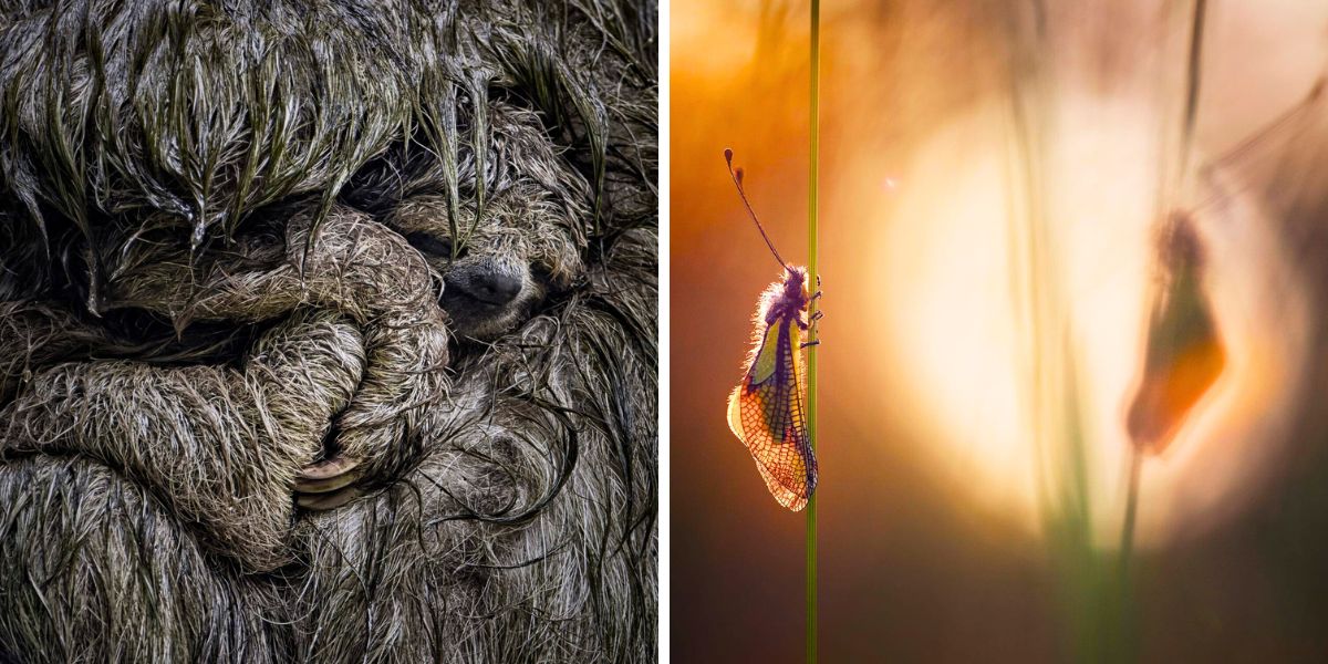 Sloths and butterfly on a plant