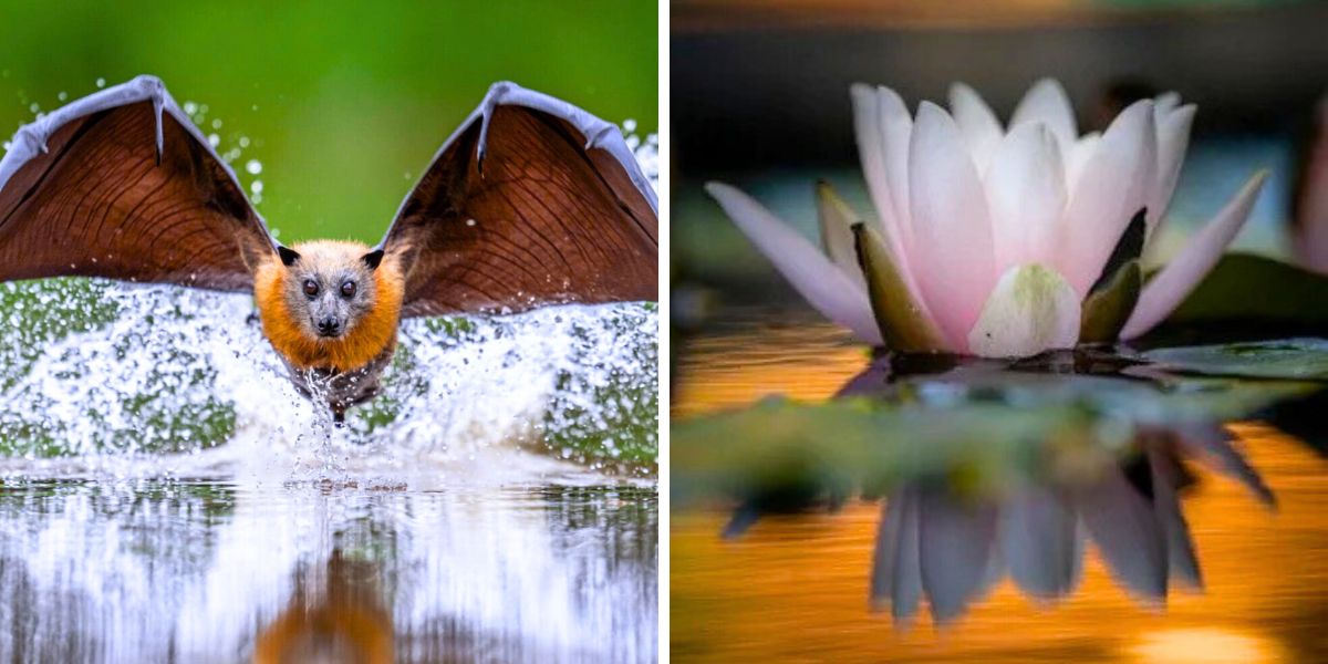 A bat and a lotus flower