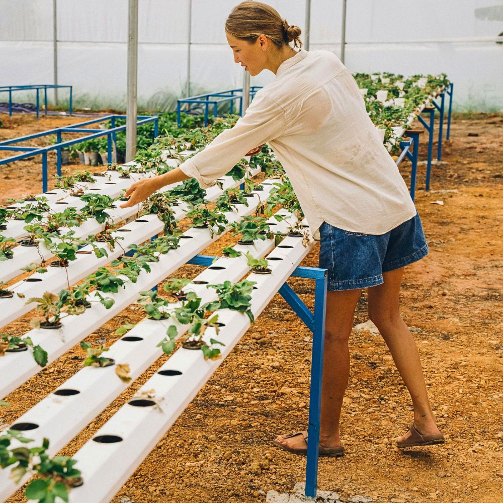 raised bed for growing plants