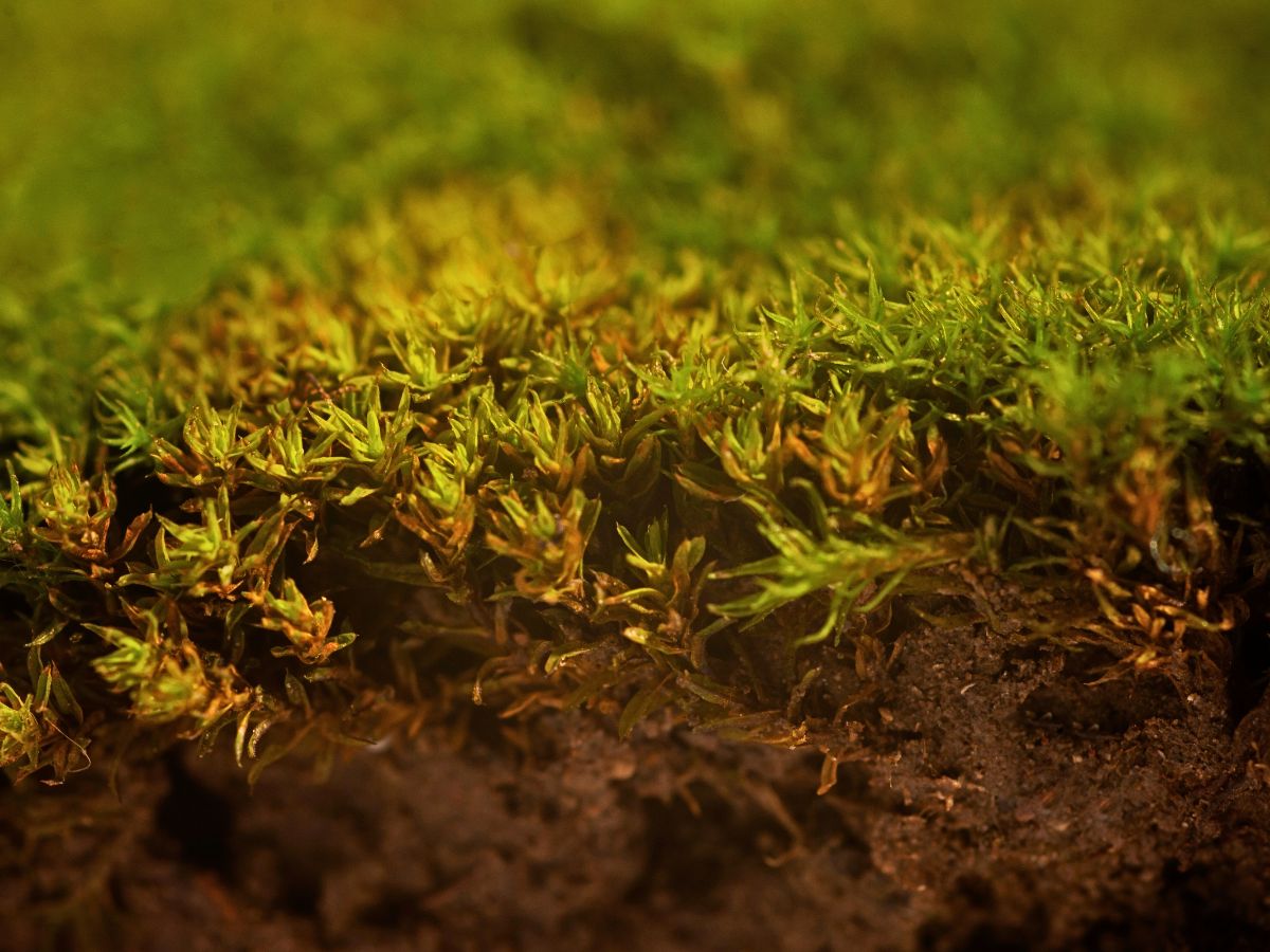 grass growing in soil with sand mix