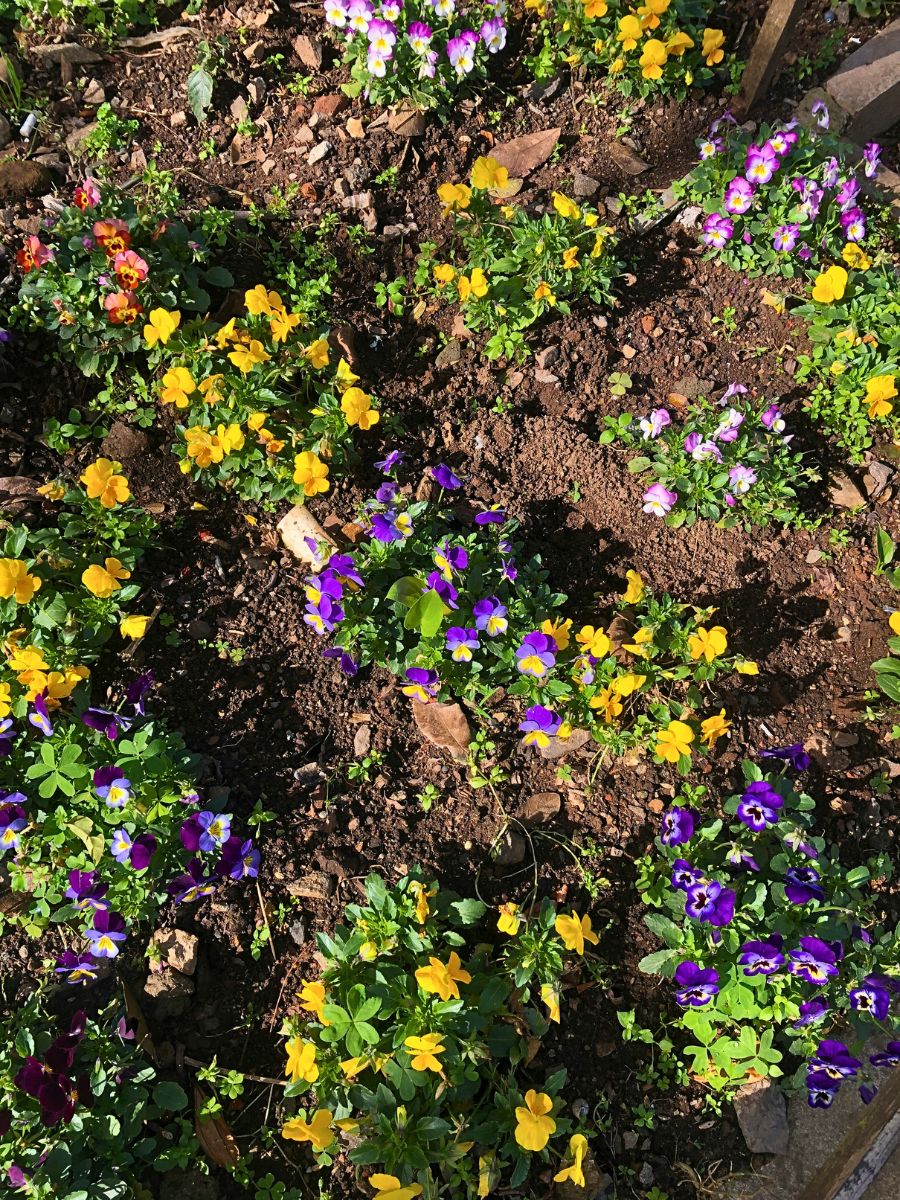 flowering plants growing in soil mixed with sand