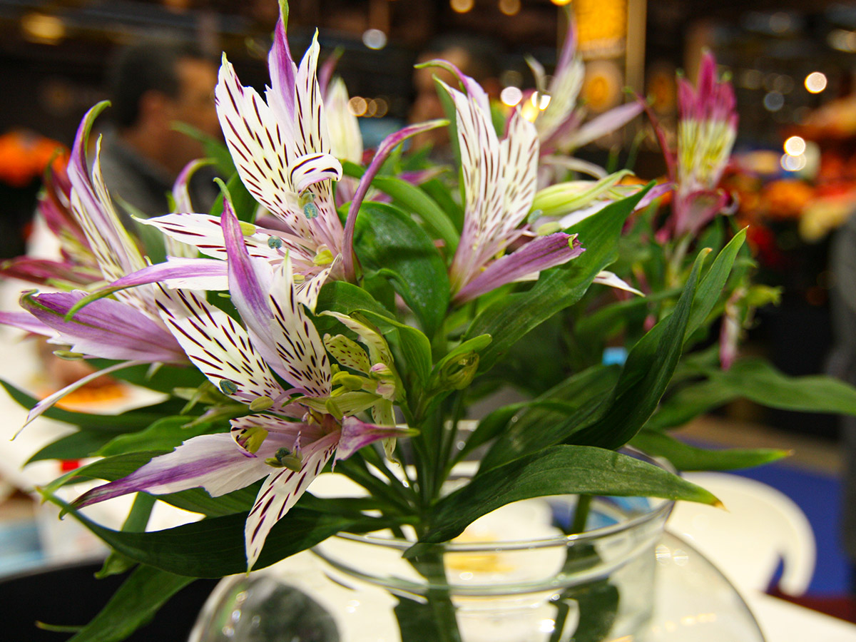 IFTF 2025 Spider Alstroemeria Konst