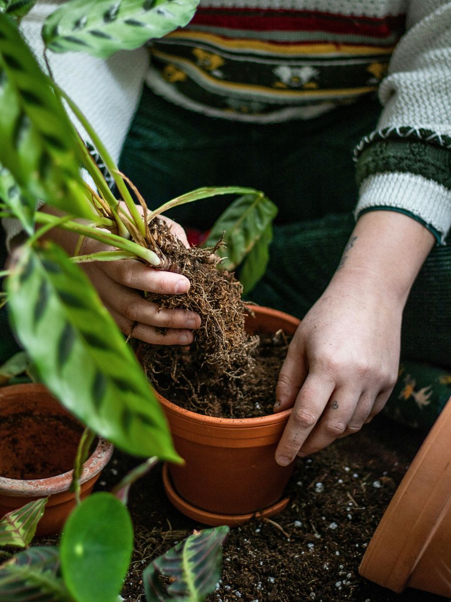 potting a plant in soil