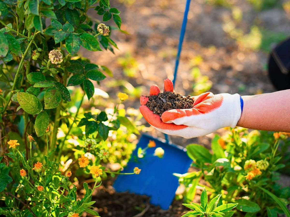 checking soil in garden