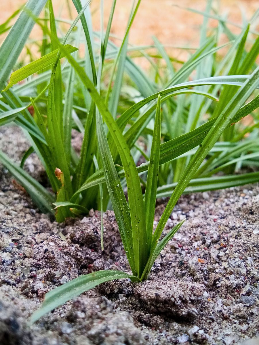Growing grass in sandy soils.